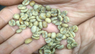 Jak wygląda palenie ziaren kawy? Odwiedzamy Blue Drop Coffee Roasters