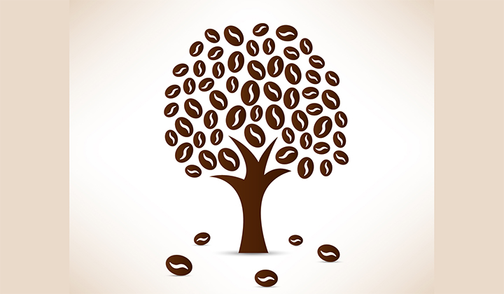 Jak w warunkach domowych wyhodować drzewko kawowe.