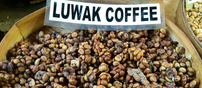 Kawa Kopi Luwak