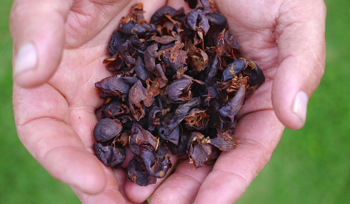 Cascara – herbata z wiśni kawowca