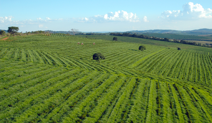Kraje produkujące kawę