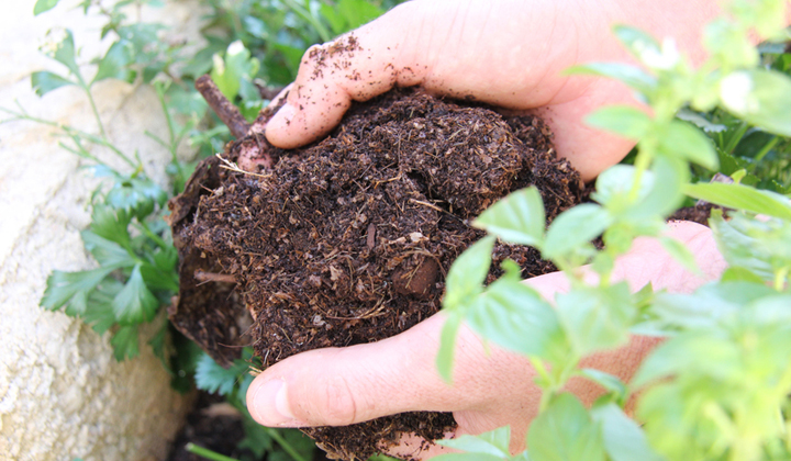 Kawa w ogrodzie – czyli co każdy ogrodnik powinien wiedzieć