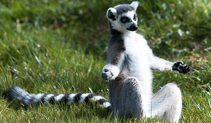 Kawa z Madagaskaru – słodki napar przygotowany przez Maglaszy