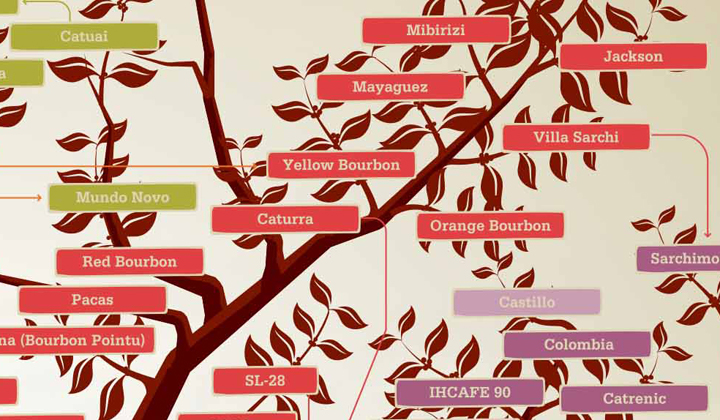 Arabusta – krzyżówka kawy przyjemna dla zmysłów i wartościowa dla plantatorów