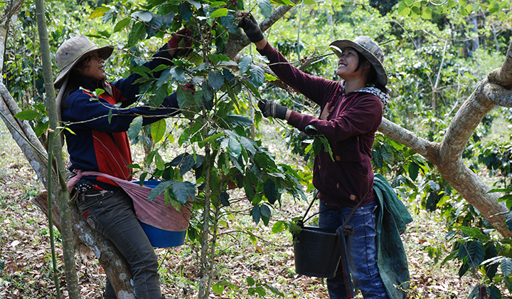 Historia kawy z Laosu