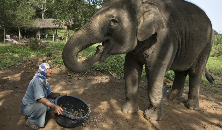 Najbardziej ekskluzywne kawy świata… wydobyte z kup zwierząt