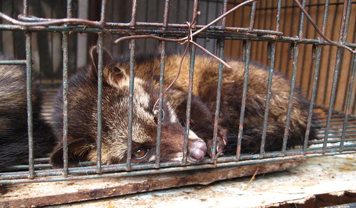 Ciemna strona Kopi Luwak